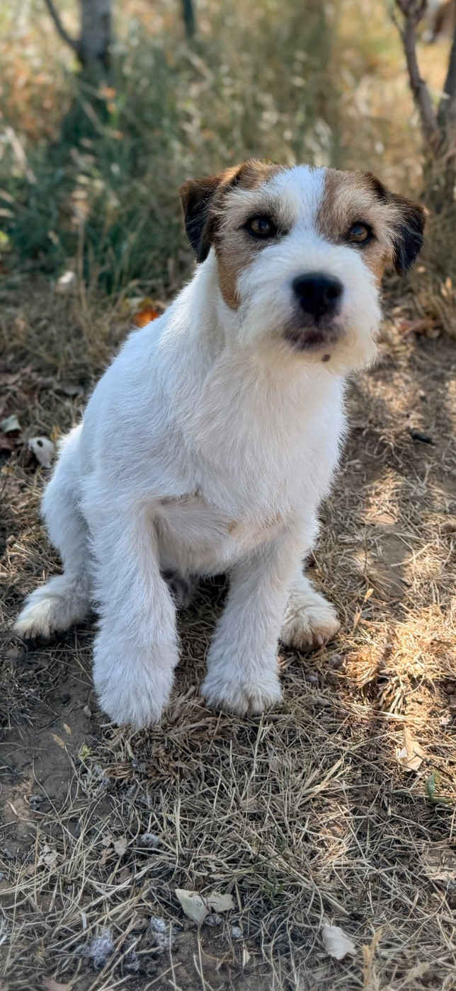 Les Jack Russell Terrier de l'affixe   Des Niglots Du Gard