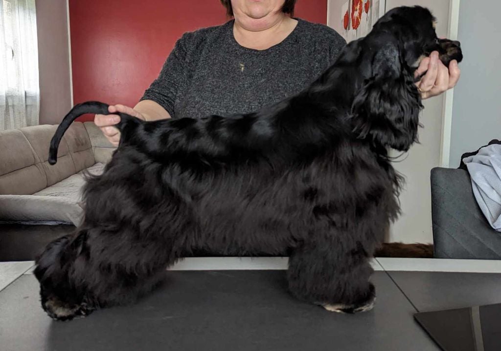 Les American Cocker Spaniel de l'affixe   Des Bergers D'Hadisga