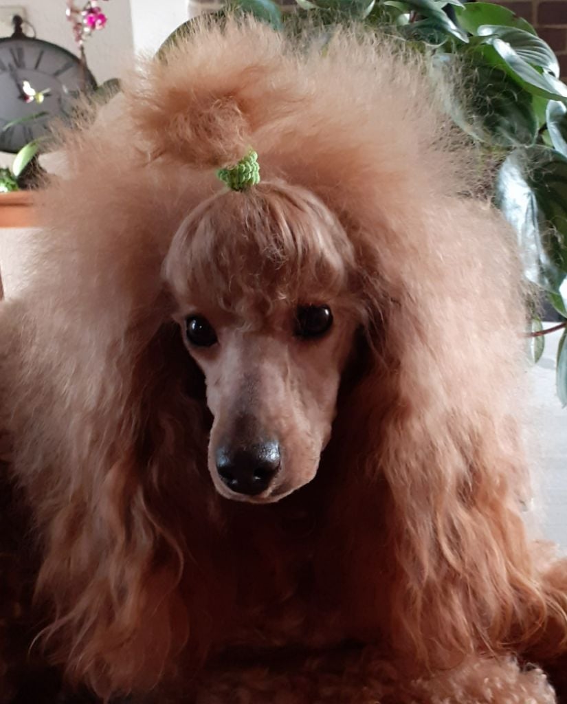 Les Caniche de l'affixe   De L'Enchantement Des Muses
