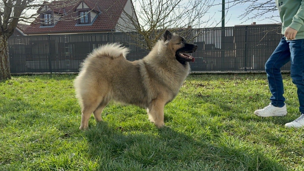 Les Eurasier de l'affixe   du Tresor de Divaline