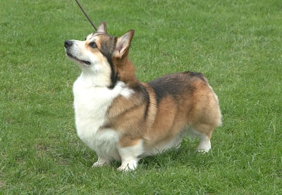 Étalon Welsh Corgi Pembroke - dar elfov Floks