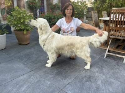 Étalon Golden Retriever - Tendresse de l'Abbaye de Jumieges