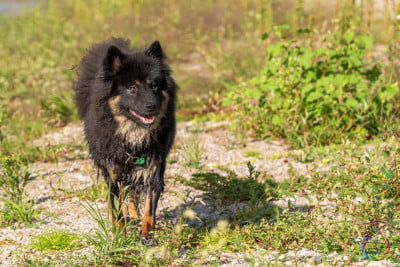 Étalon Eurasier - Tuulikki Des Délices De Beltaine