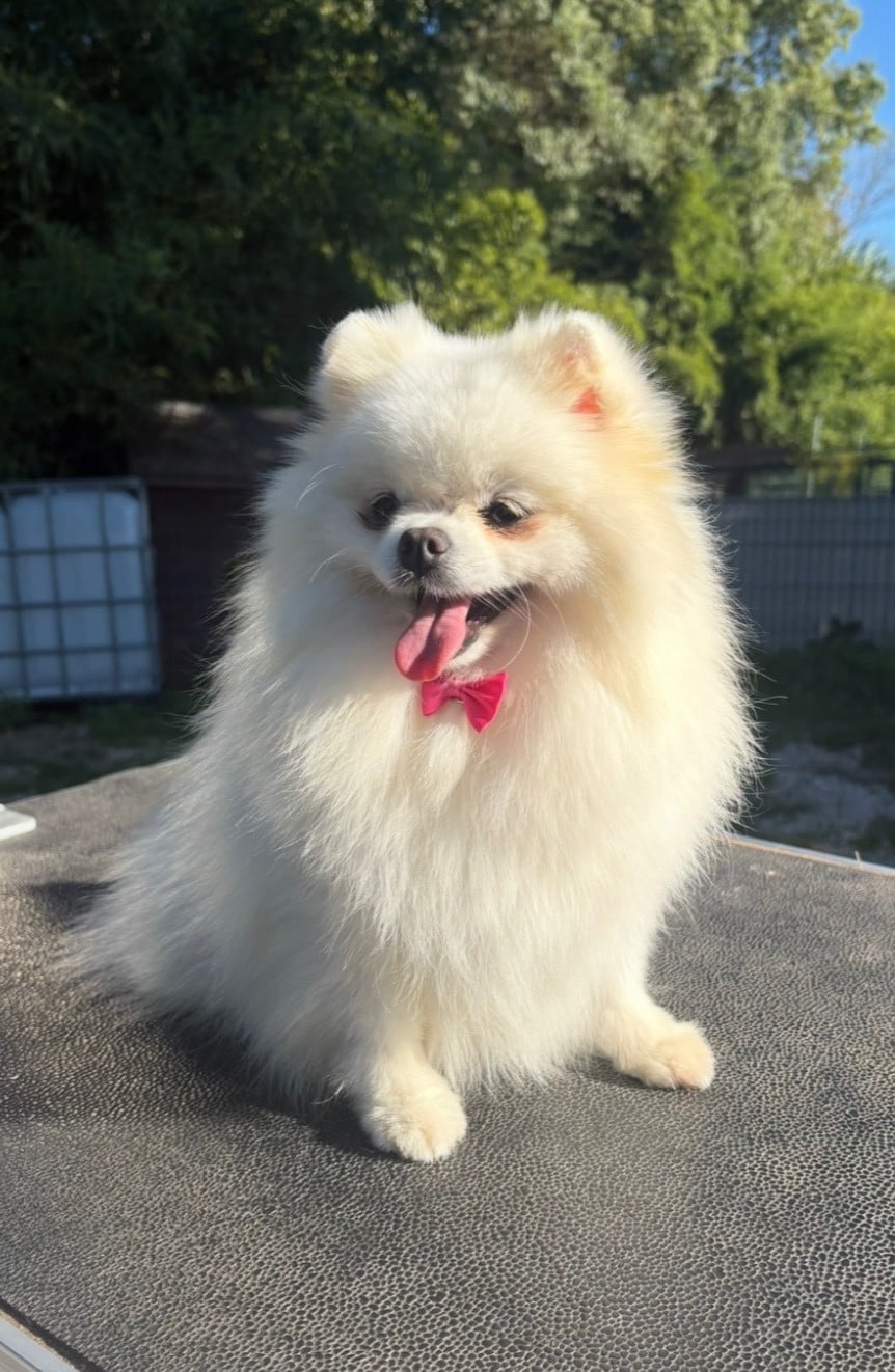 Les Spitz allemand de l'affixe   Au Royaume Des B