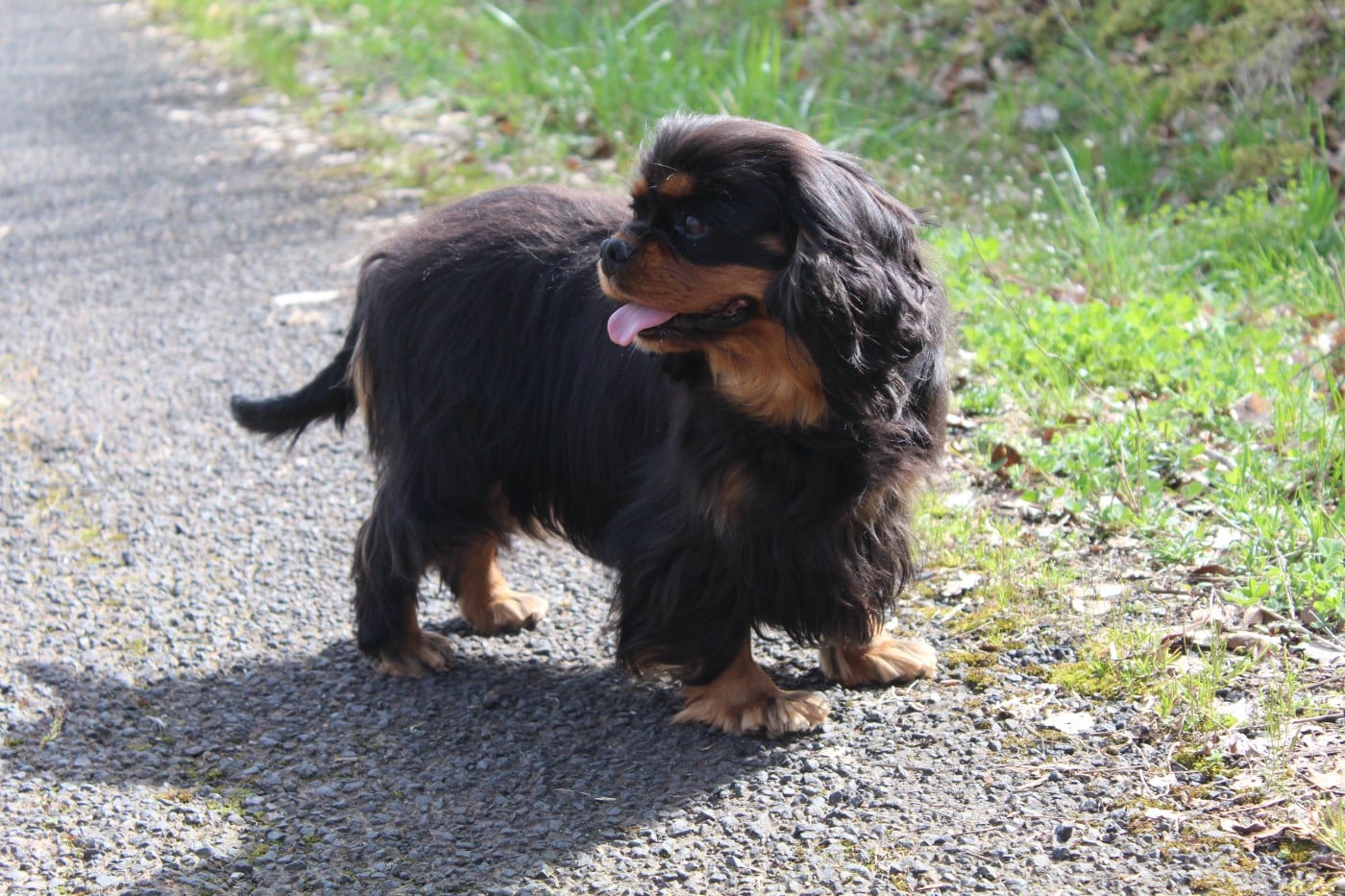 Les Cavalier King Charles Spaniel de l'affixe   Des Perles Du Phénix