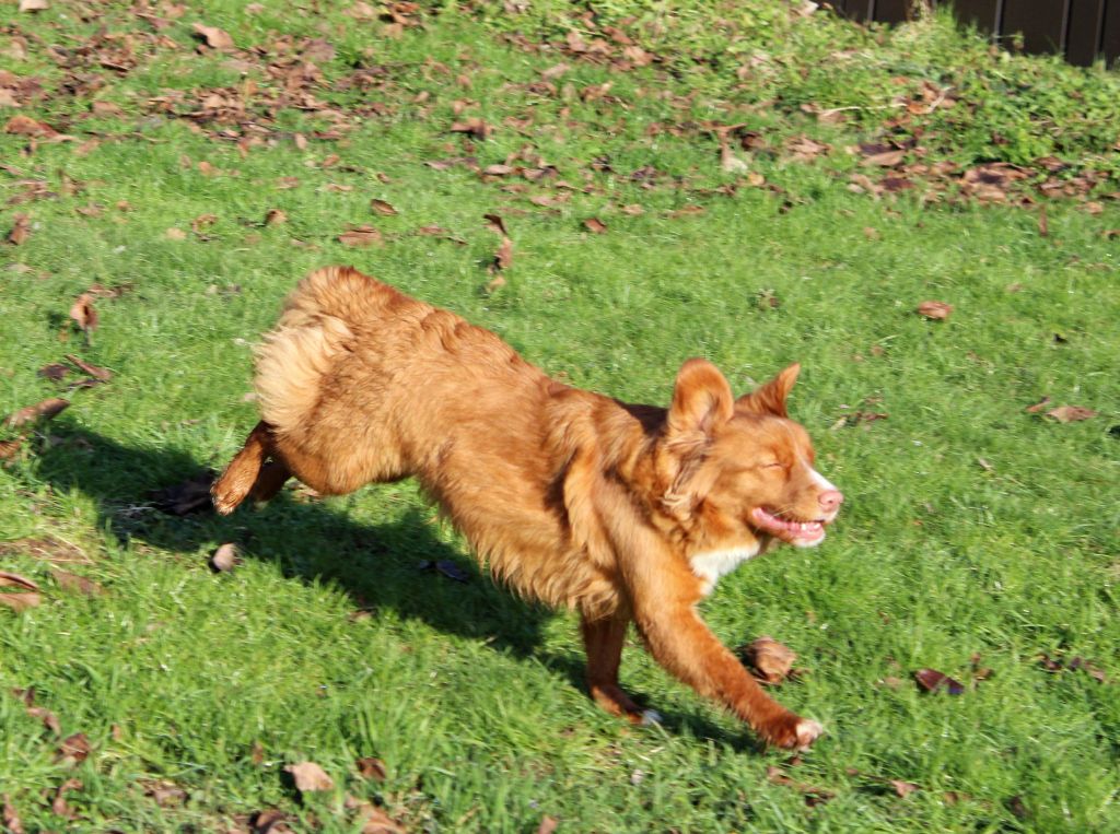 Les Retriever de la Nouvelle-Ecosse de l'affixe   Du Bas Pays D'Artois