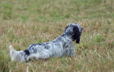Étalon Setter Anglais - CH. Sioux de l echo de la foret