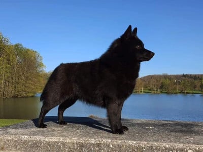 Étalon Schipperke - CH. Once Upon a Time du dragon rouge de jupiter
