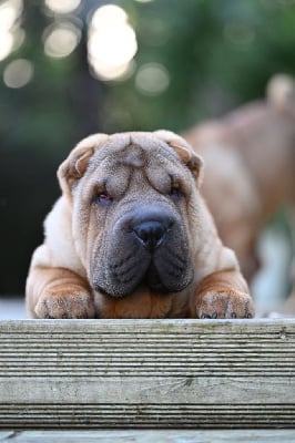 Étalon Shar Pei - Inner Pei’s Ugo prince of hearts