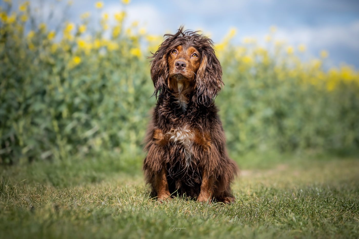 Les Cocker Spaniel Anglais de l'affixe   Des Feux de l'Espoir