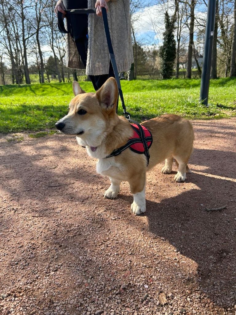 Les Welsh Corgi Pembroke de l'affixe   Du Paradis D'Eska
