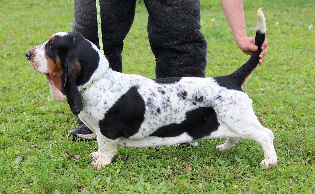 Chien Basset Hound Subaru des Crocs de Heurtevent