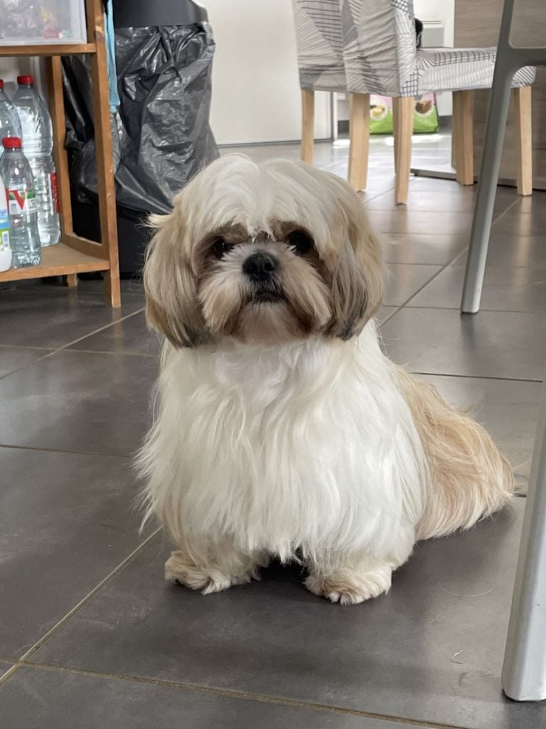 Les Shih Tzu de l'affixe   Du Royaume De Goban