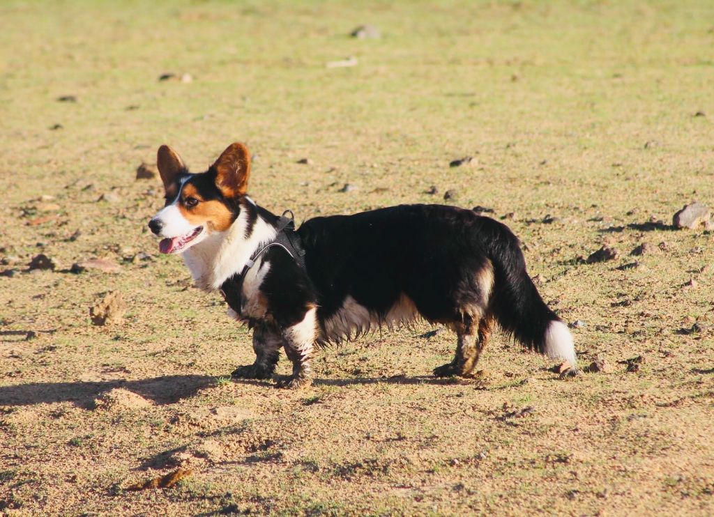 Les Welsh Corgi Cardigan de l'affixe   La Tribu De Roma
