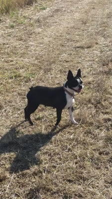 Étalon Boston Terrier - CH. Jch une élégance rare dite elly De L'esprit Du Chien