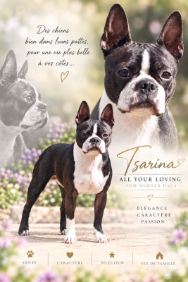Étalon Boston Terrier - Tsarina all your loving vom norden haus