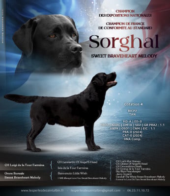 Étalon Labrador Retriever - CH. Sorghal Sweet Braveheart Mélody