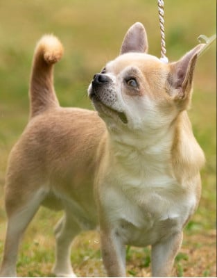 Étalon Chihuahua - Upon smile and voice Little Coco Of Kilia