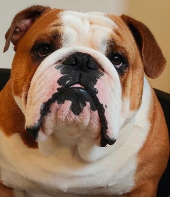 Étalon Bulldog Anglais - CH. Tod's Bulldogs Umberto