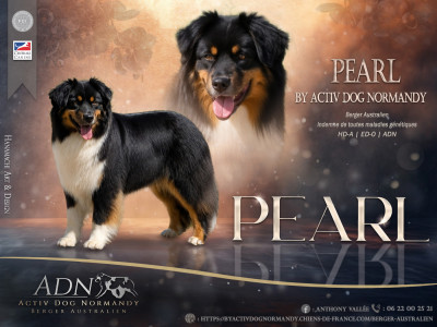 Étalon Berger Australien - Pearl by activ dog normandy