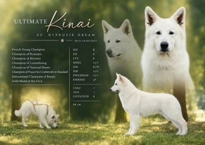 Étalon Berger Blanc Suisse - Ultimate kinaï Of Hypnotik Dream
