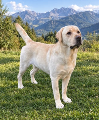 Étalon Labrador Retriever - S'marvin Du Moulin Sault