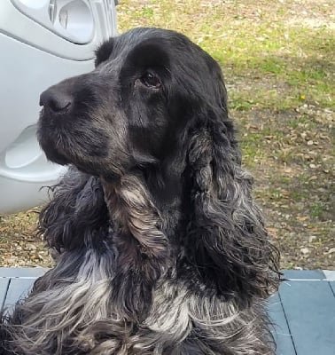 Étalon Cocker Spaniel Anglais - Philo des Epinais