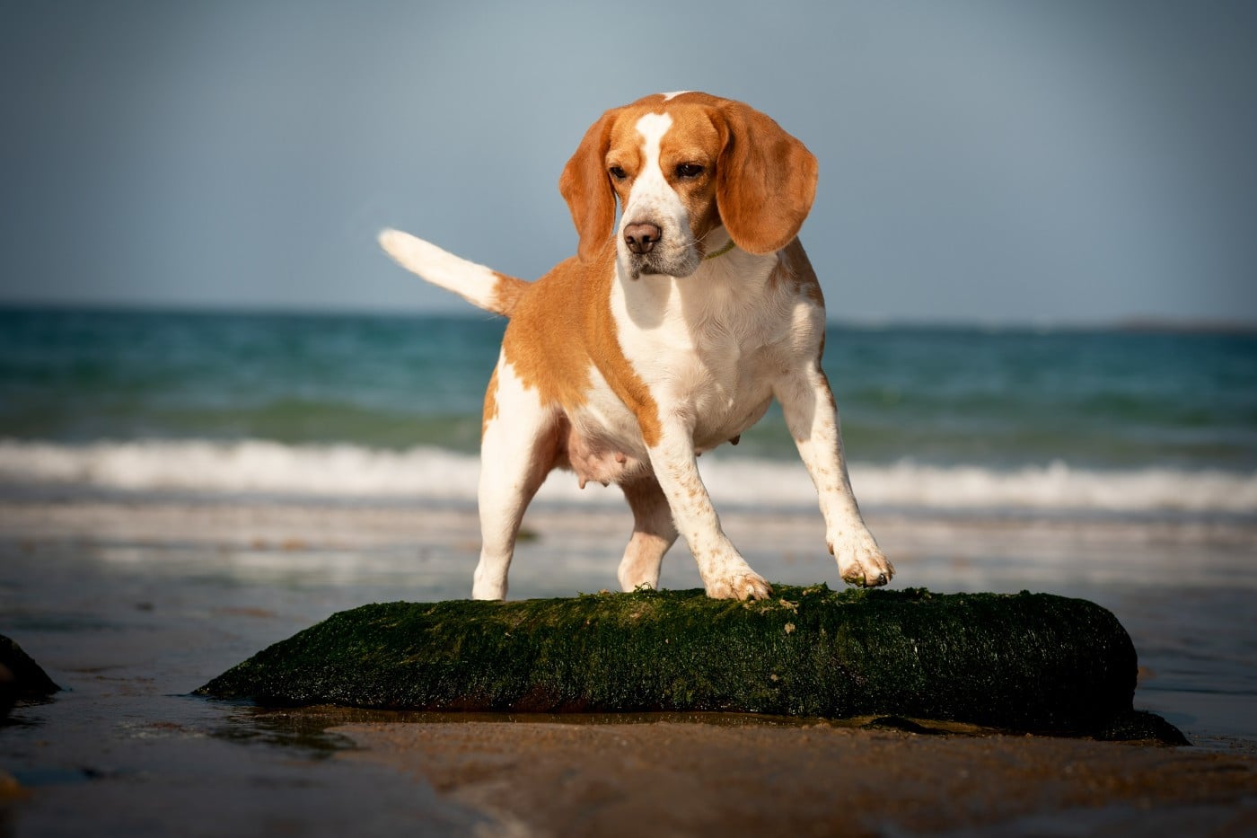 Les Beagle de l'affixe   Le Bonheur De Laé