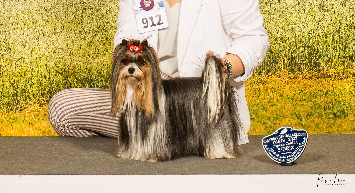 Les Biewer Terrier de l'affixe   Black Of Angels Life