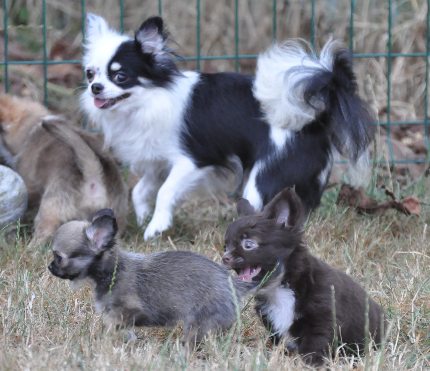Les Chihuahua de l'affixe   de Ling Dechen