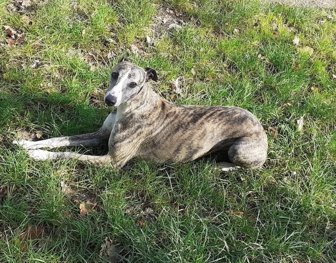 Les Whippet de l'affixe   Des Vives Etoiles D’Argent