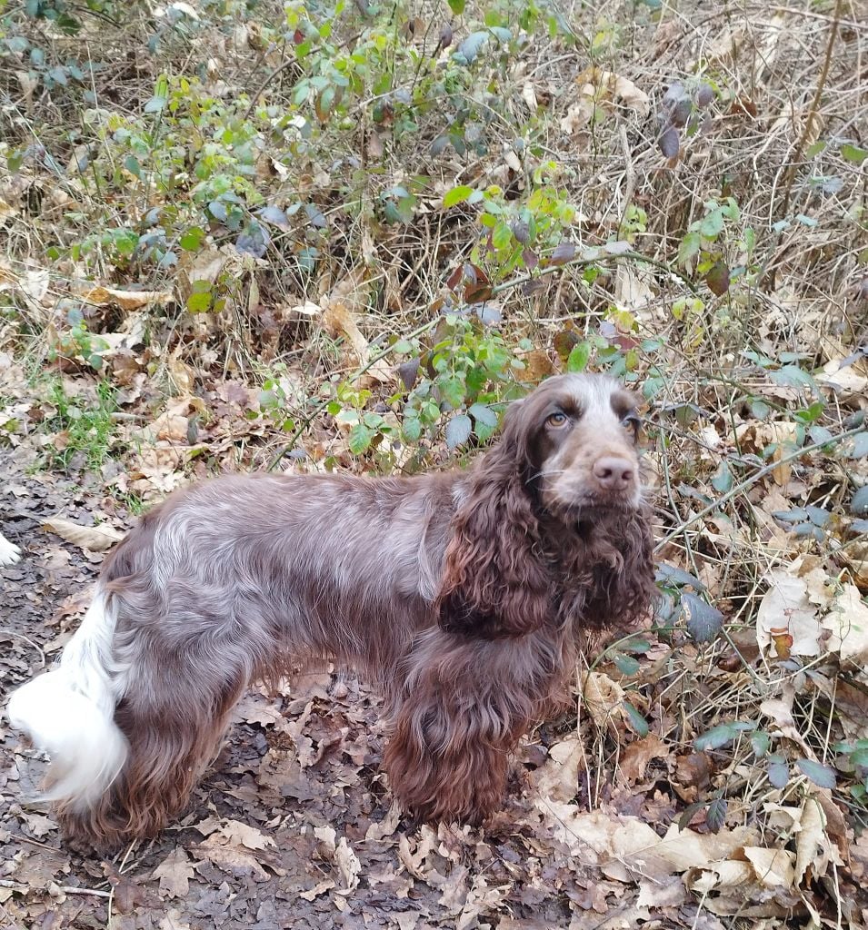 Les Cocker Spaniel Anglais de l'affixe   Diodanka's