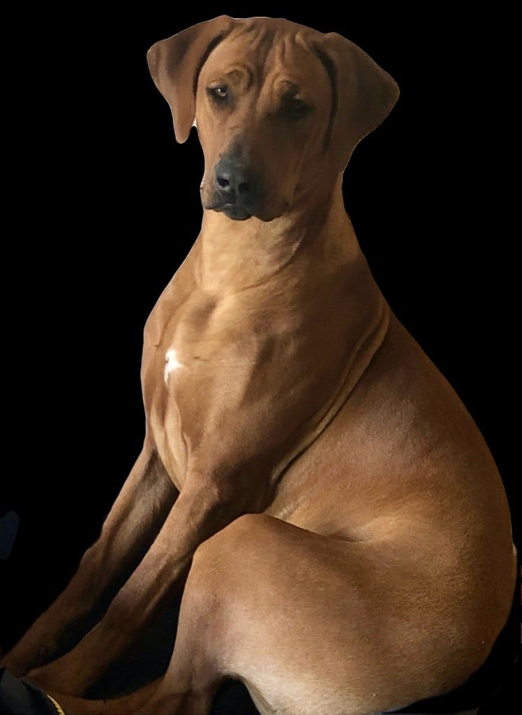 Les Rhodesian Ridgeback de l'affixe   Of Shambhalla