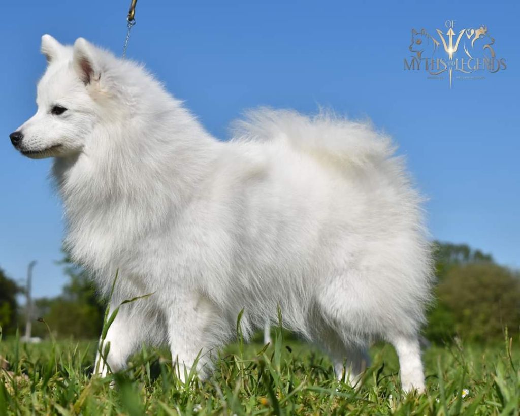 Les Spitz japonais de l'affixe   Of Myths And Legends