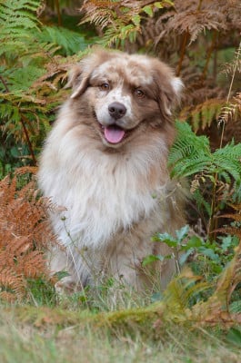 Étalon Berger Australien - Baloo - Still missing you of Cree's River