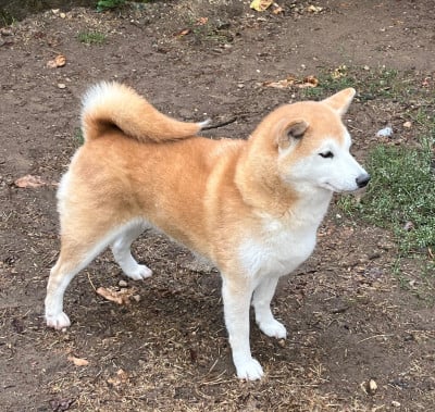 Étalon Shiba - Rami (Sans Affixe)