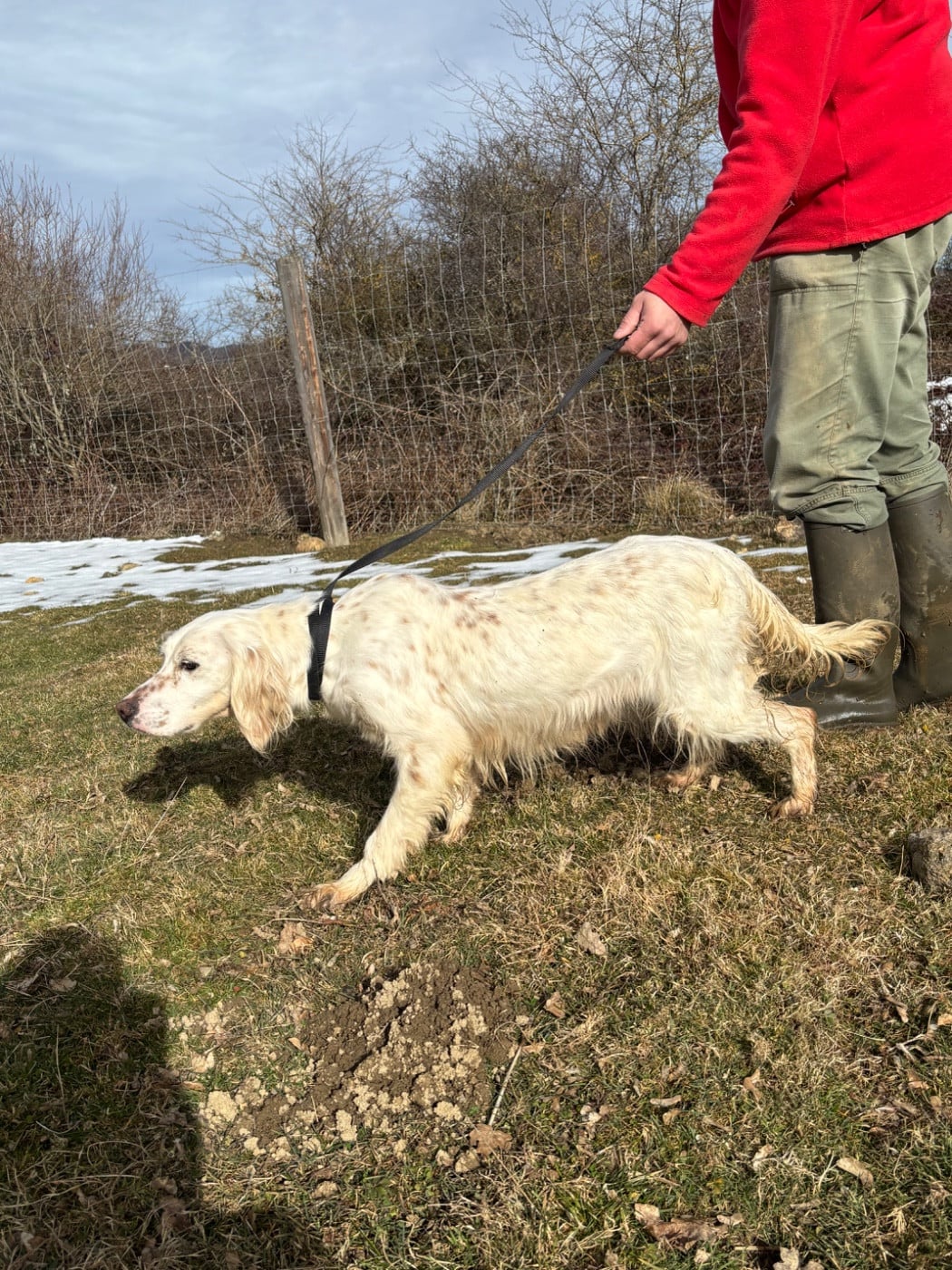 Les Setter Anglais de l'affixe   De La Terrible Menée