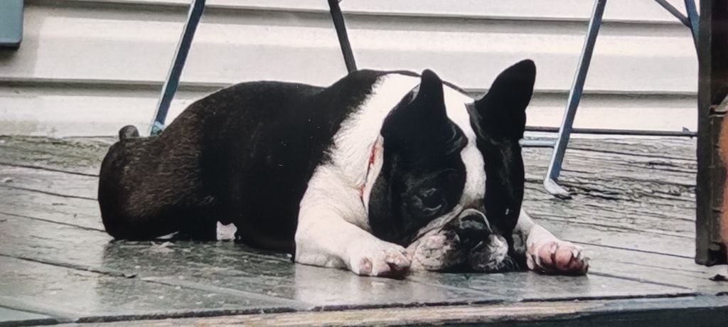 Les Boston Terrier de l'affixe   Des PokamChoux