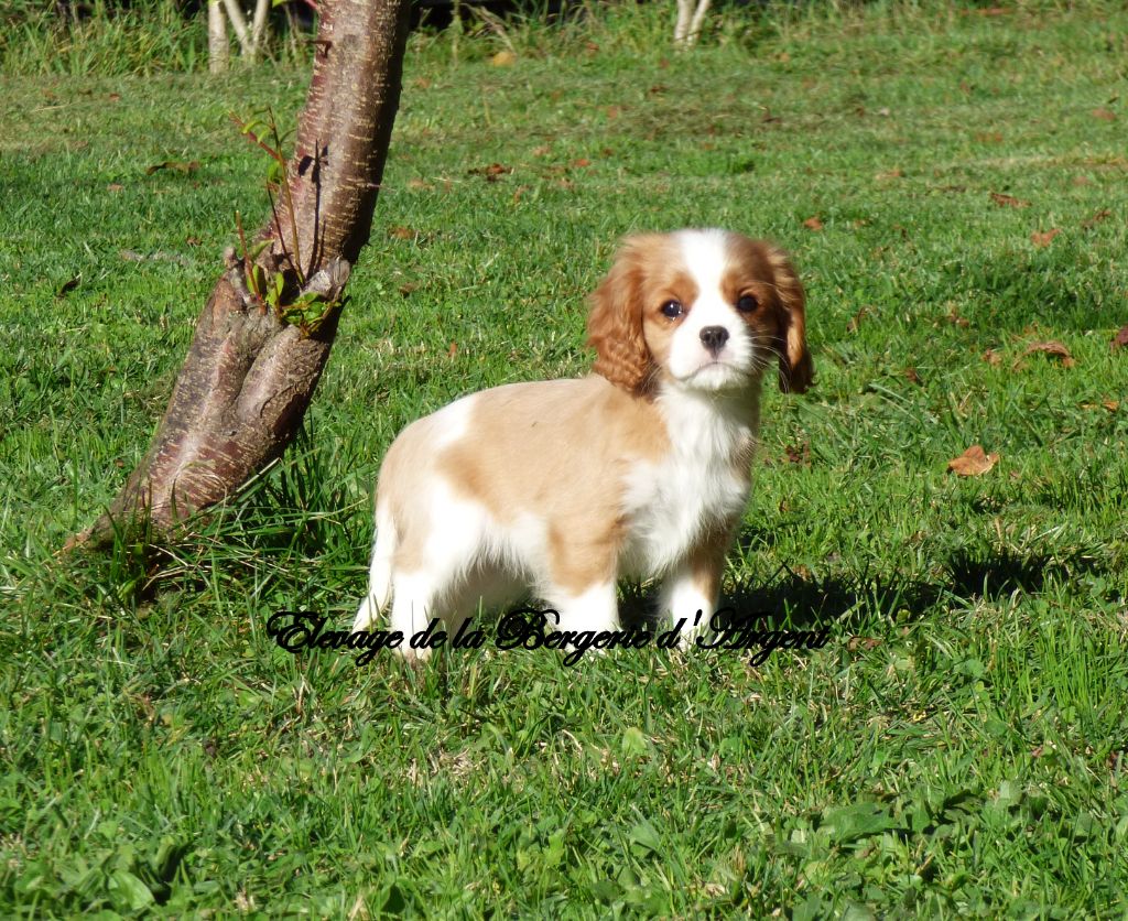 Les Cavalier King Charles Spaniel de l'affixe   Du Royaume De Plume