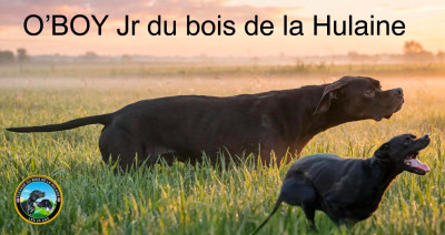 Étalon Pointer - CH. O'boy junior du bois de la Hulaine