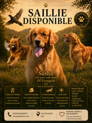 Étalon Golden Retriever - TR. Sasha will never walk alone  Of Evengold