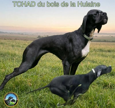 Étalon Pointer - Tchad du bois de la Hulaine