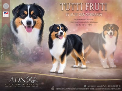 Étalon Berger Américain Miniature  - Tutti frutti by activ dog normandy