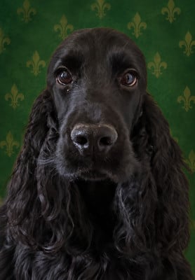 Étalon Cocker Spaniel Anglais - Tenebreuse favorite du domaine de la Reine