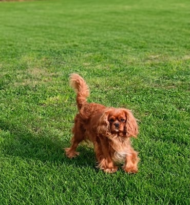 Étalon Cavalier King Charles Spaniel - Shyva Du Temps Des Amazones