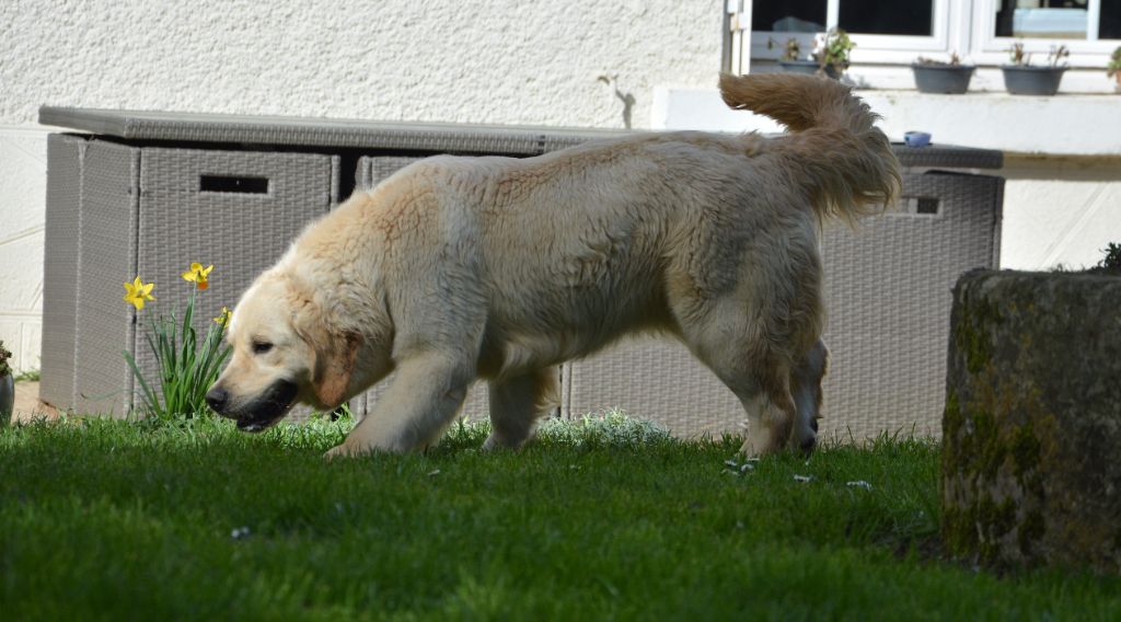 Les Golden Retriever de l'affixe   du domaine des egeasseaux