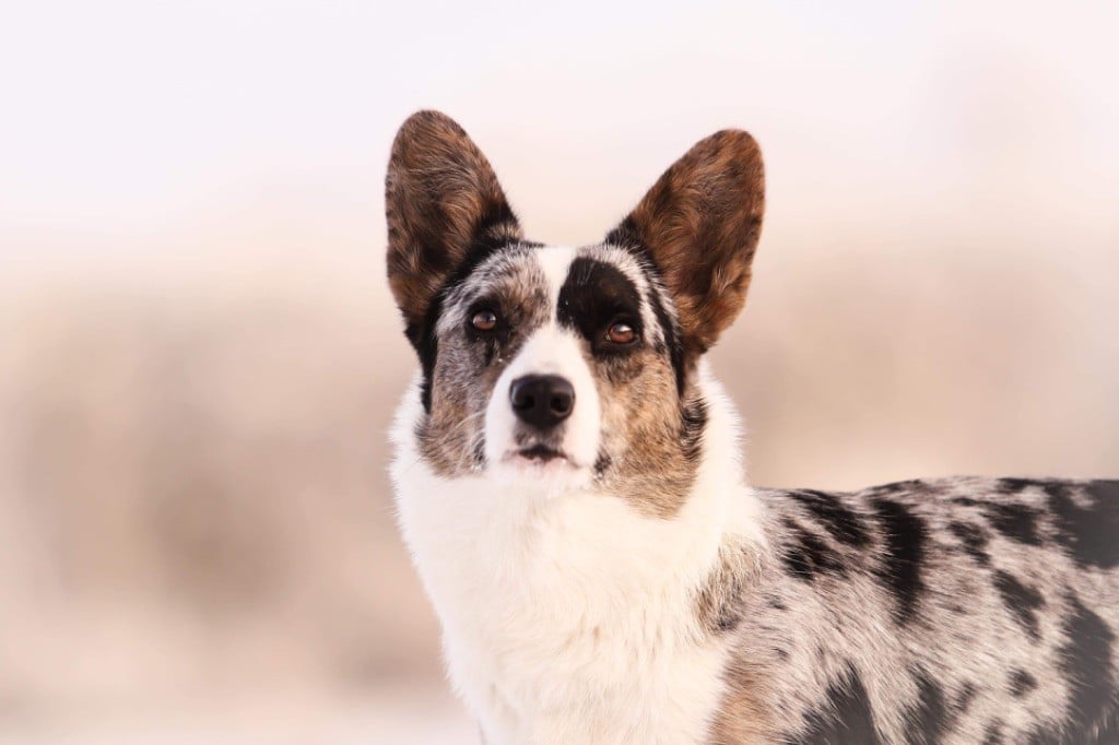 Les Welsh Corgi Cardigan de l'affixe   Dream Of Manou And Dounette