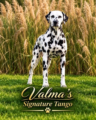 Étalon Dalmatien - Valma's Signature Tango