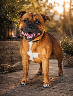 Étalon Staffordshire Bull Terrier - Uthred the bold Du Corsaire Des Abers