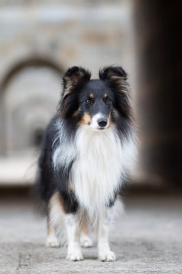 Étalon Shetland Sheepdog - Ubbie laa-laa Des Tresors Du Gouet